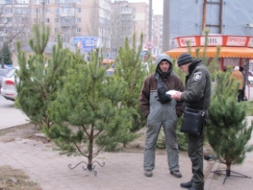 Торговец елками, оккупировавший тротуар, пожаловался инспекторам на конкурентов (фото)