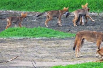 Ученые нашли ДНК вымерших рыжих волков у популяции диких собак