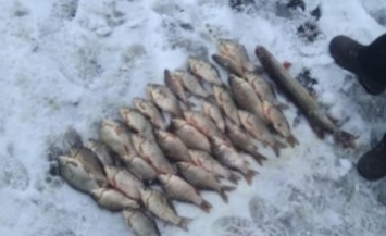 На Днепропетровщине рыбаки незаконно выловили более 130 кг. рыбы, - Госрыбагенство