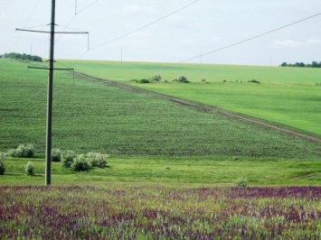В Николаевской области фермер самовольно засеял подсолнухами 22 гектара пастбищ