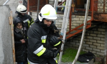 В Херсоне пожарники спасли от огня двух котов, двух морских свинок, а также трех собак