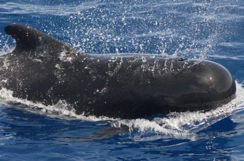 В "речи" черных дельфинов найдены диалекты