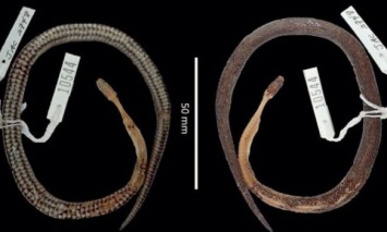 В желудке змеи ученые обнаружили неизвестную науке рептилию