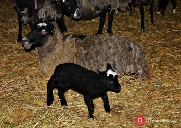 Овцы, спасенные в Одесской области от голодной смерти, привели ягнят