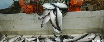 В Крыму хотят выращивать речную рыбу в морской воде