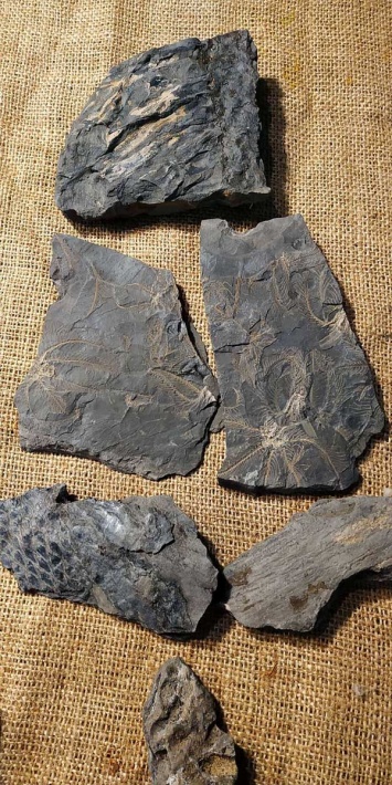 В историческом музее Днепра появились экспонаты, которым 300 миллионов лет