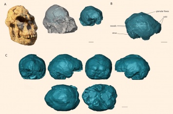 Окаменелости Литтл Фут объяснили эволюцию мозга у гоминид