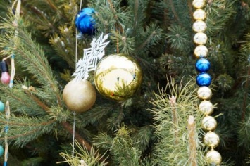 «С особым цинизмом»: В Вольске злоумышленники украли новогоднюю елку возле здания суда