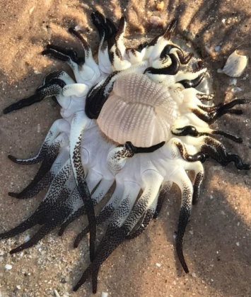 На пляж в Австралии выбросило морское чудовище с десятками ''ног'': жуткие фото и видео