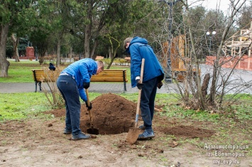 Двенадцать молодых деревьев высадили возле сквера в Евпатории