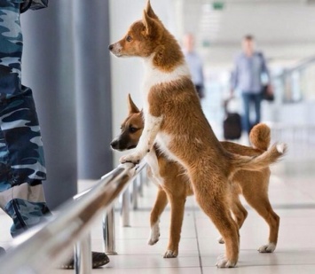 В России из шакалов вывели уникальную породу собак