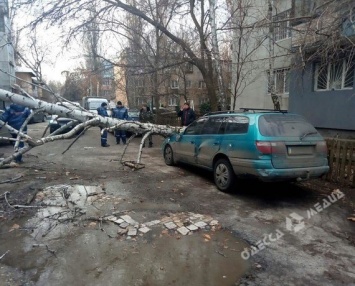 В Одессе сильный ветер повалил шесть деревьев