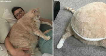 Они полюбили 15-килограммового кота и забрали его, чтобы помочь ему похудеть