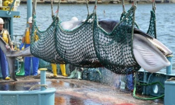 Япония возобновит промысел китов