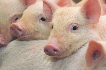 В Китае массово убивают свиней из-за вспышки африканской чумы