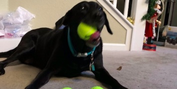 Видео: собака в восторге рождественского подарка - коробки теннисных мячиков