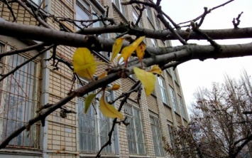 Предновогодний сюрприз. В херсонской школе на яблоне появились листья