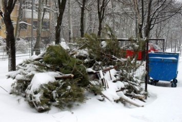 В двух районах Киева образовалось «кладбище» елок: «Бережное отношение к природе налицо»