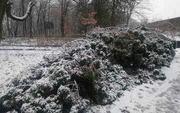 Во львовском Парке культуры пытались украсть 12-метровый кипарис