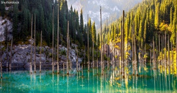 В Казахстане есть озеро, где деревья растут вверх ногами - как в сказочном фильме