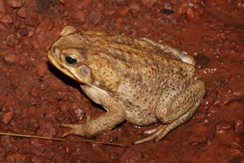 Невероятное из мира животных. В Австралии жабы оседлали удава - спасались от наводнения