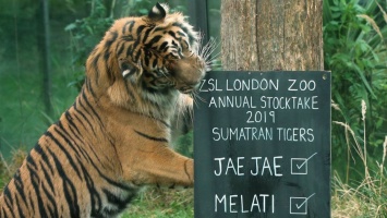 В Лондонском зоопарке началась перепись животных (Фото)