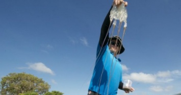 Воды Австралии захватили ядовитые медузы