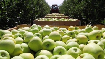 Украина побила исторический рекорд по экспорту яблок