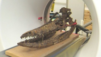 Ученые впервые смогли восстановить в 3D череп ихтиозавра возрастом в 200 миллионов лет