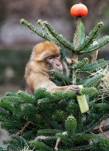 В Берлинском зоопарке животным скормили новогодние елки