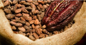 Какао и мака показали себя мощными суперпродуктами против рака