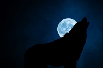 Ученые выяснили, почему собаки и волки воют на луну