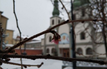 В Украине среди зимы расцвела "шальная" сакура