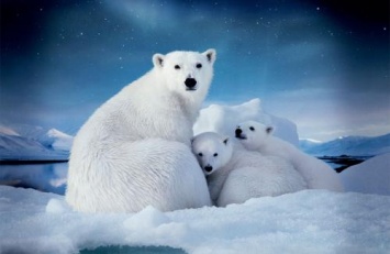 «Спасательный круг»: Арктика является ключом к выживанию нашей планеты
