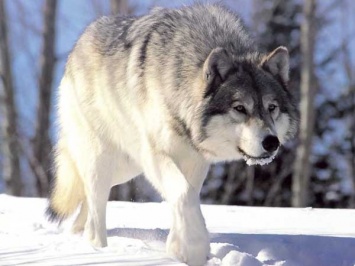 В Криворожском районе волки чуть не напали на человека