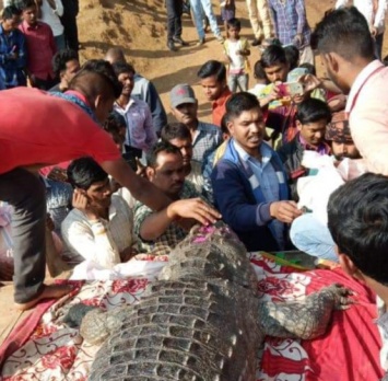 В Индии 500 человек пришли проститься со 130-летним крокодилом, которого почитали как божество (видео)