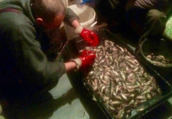 Под Киевом задержали браконьеров, наловивших рыбы на сумму более 100000 гривен