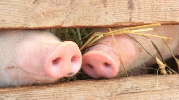 В Павлоградском районе стали значительно меньше выращивать свиней