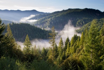 В Украине значительно ужесточили наказание за уничтожение лесов