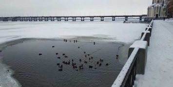 На набережной Днепра дикие утки нашли приют во льдах