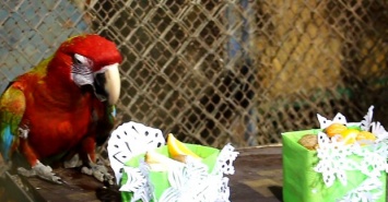 Харьковский зоопарк подготовил подарки для своих обитателей