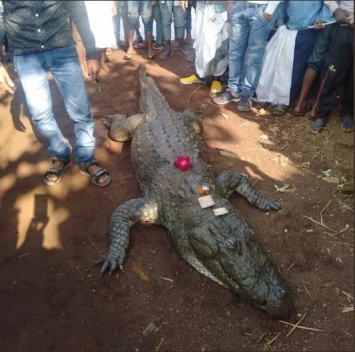 Полтысячи жителей Индии устроили пышные похороны 130-летнего местного крокодила Гены