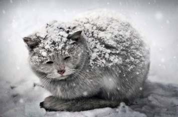Волонтеры Днепра просят жителей города помочь животным пережить зиму (видео)