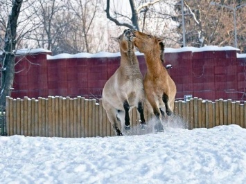 Полюбуйся красотой: в киевском зоопарке показали, как зимуют животные