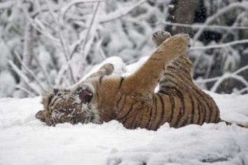 В Васильевском зоопарке тигры устроили снежные забавы (видео)