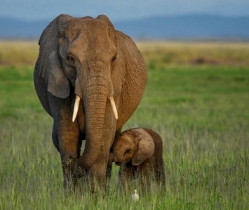 Африканские слоны эволюционировали для защиты от браконьеров