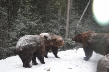 Медведей на Закарпатье учат спать зимой