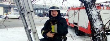 В Днепре сотрудники ГСЧС сняли котенка с теплотрассы