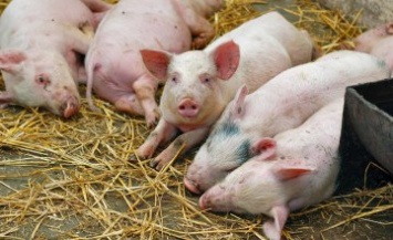В Днепропетровской области зафиксирована вспышка африканской чумы свиней