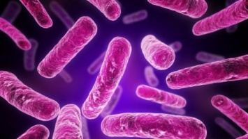 Ученые: Белок опасных бактерий ускоряет заживление ран